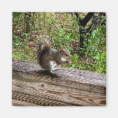 Aimant Hungry Squirrel (Devant)