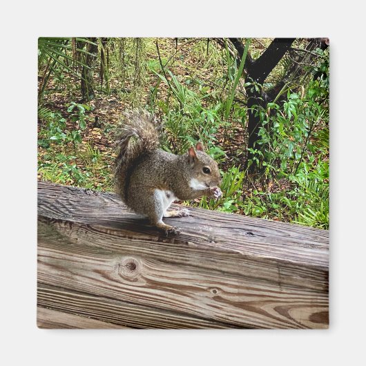 Aimant Hungry Squirrel (Devant)