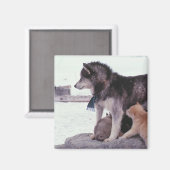 Aimant Husky avec litière de petits (Recto/Verso)