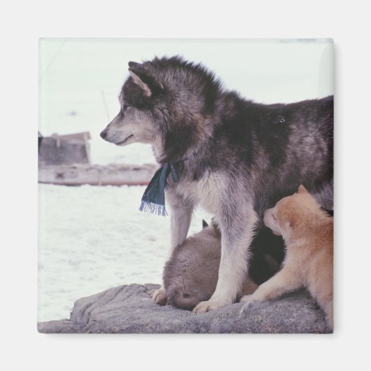 Aimant Husky avec litière de petits (Devant)