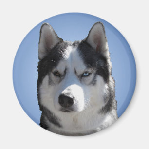 Aimant Husky Fridge Magnet Alaskan Sled Dog Magnet