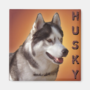 Aimant Husky Fridge Magnet Alaskan Sled Dog Magnet