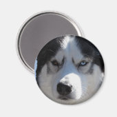 Aimant Husky Fridge Magnet Alaskan Sled Dog Magnet (Recto/Verso)