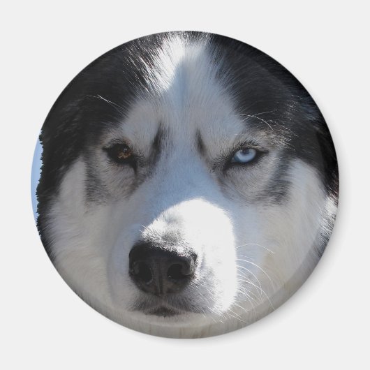 Aimant Husky Fridge Magnet Alaskan Sled Dog Magnet (Devant)