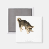 Aimant Husky Puppy 2 (Recto/Verso)
