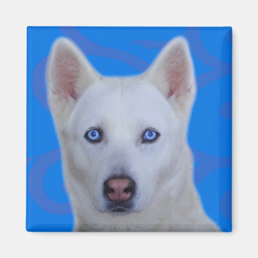 Aimant Husky Sibérien Blanc (Devant)
