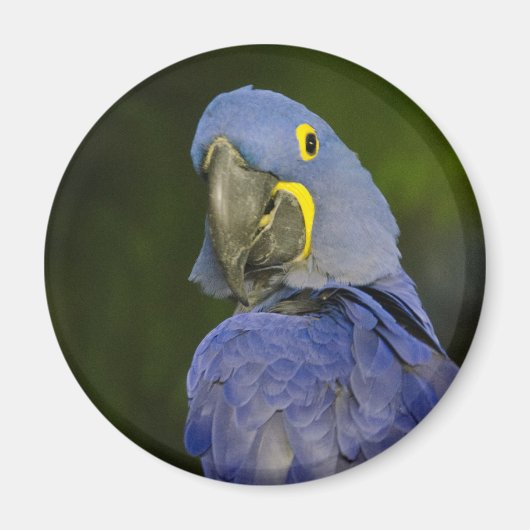 Aimant Hyacinth Macaw (Devant)