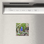 Aimant Hyacinthe du raisin solitaire (In Situ (Lave-vaisselle))