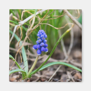Aimant Hyacinthe du raisin solitaire