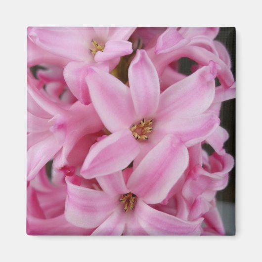 Aimant hyacinthe rose (Devant)