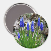 Aimant Hyacinthes de raisins... (Recto/Verso)