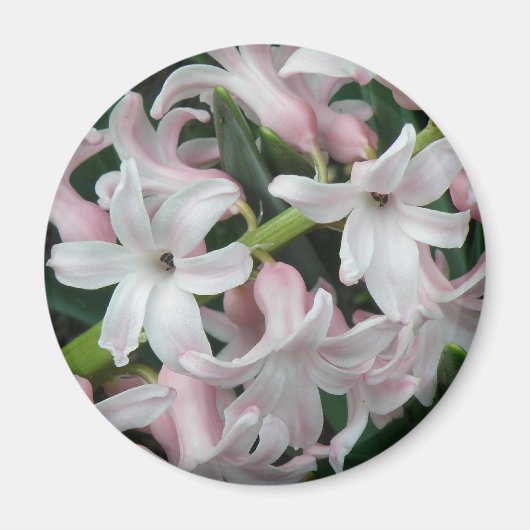Aimant Hyacinths (Devant)