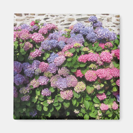 Aimant Hydrangea (Devant)