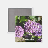 Aimant Hydrangea aux teintes de pourpre (Recto/Verso)