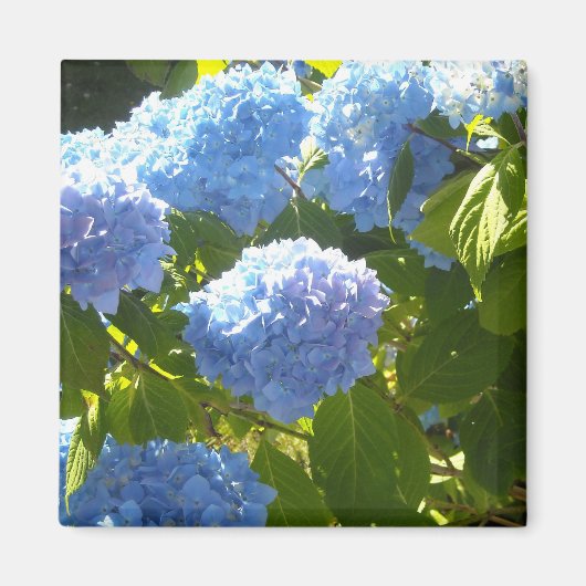 Aimant Hydrangea Bleu Clair (Devant)