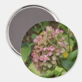 Aimant Hydrangea d'automne en fleurs avec feuilles d'host (Recto/Verso)