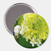 Aimant Hydrangea Limelight Vert Chartreuse Élégant (Recto/Verso)