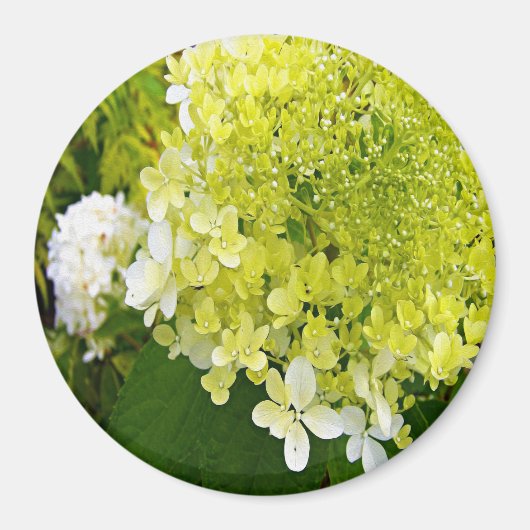 Aimant Hydrangea Limelight Vert Chartreuse Élégant (Devant)