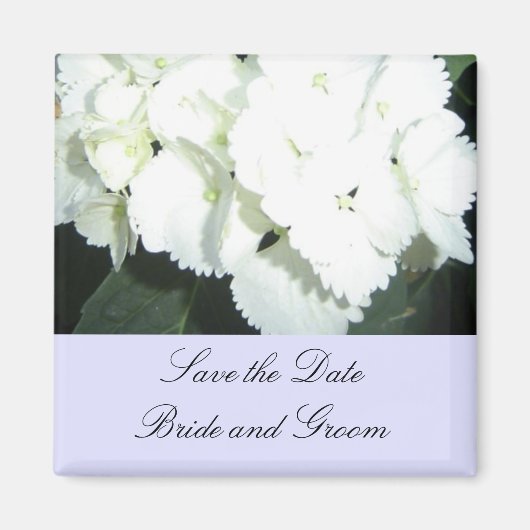 Aimant Hydrangeas blanches avec une bordure bleu clair (Devant)