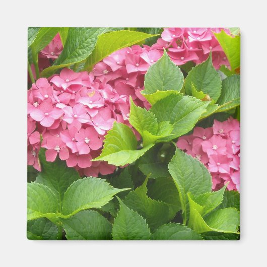 Aimant Hydrangeas Rose Foncé (Devant)