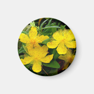 Aimant Hypericum calycinum