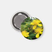 Aimant Hypericum calycinum (Recto/Verso)