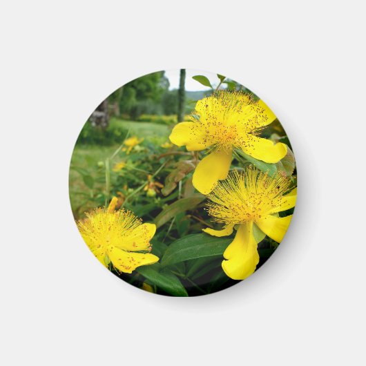 Aimant Hypericum calycinum (Devant)