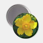 Aimant Hypericum Hidcote (Saint-Jean) (Recto/Verso)