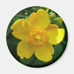 Aimant Hypericum Hidcote (Saint-Jean)