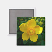 Aimant Hypericum Hidcote (Saint-Jean) (Recto/Verso)