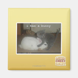 Aimant I a un lapin