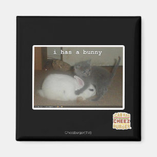 Aimant I a un lapin