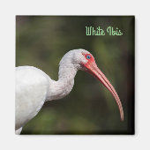 Aimant Ibis blanc (Devant)