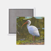 Aimant Ibis Boire à l'aimant de l'étang (Recto/Verso)