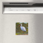 Aimant Ibis Boire à l'aimant de l'étang (In Situ (Lave-vaisselle))