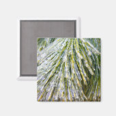 Aimant Ice Coated Pine Needles Winter Botanical (Recto/Verso)