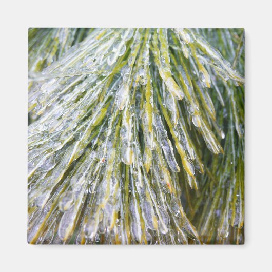 Aimant Ice Coated Pine Needles Winter Botanical (Devant)