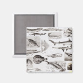 Aimant Ichthyologie - Elasmobranche, Ganoïde (Recto/Verso)