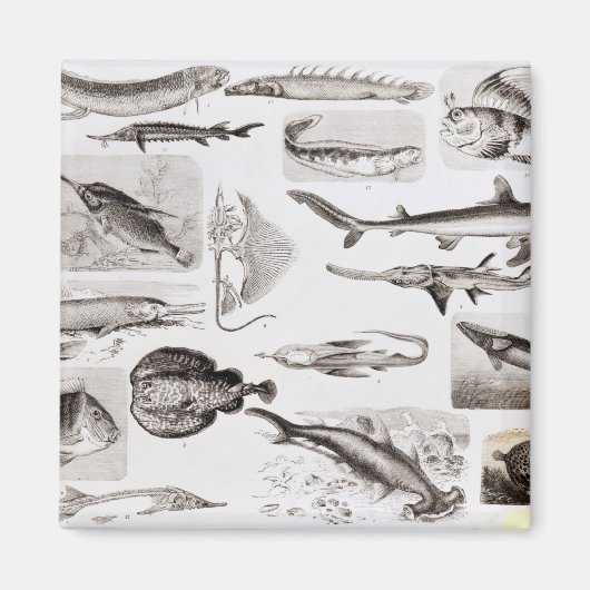 Aimant Ichthyologie - Elasmobranche, Ganoïde (Devant)