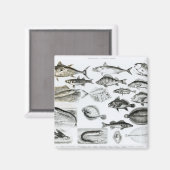 Aimant Ichthyologie Poissons osseux (Recto/Verso)