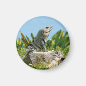 Aimant Iguana (Devant)