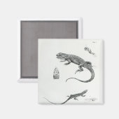 Aimant Iguana à coque (Recto/Verso)