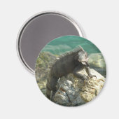 Aimant Iguana sur les rochers à St. Thomas (Recto/Verso)