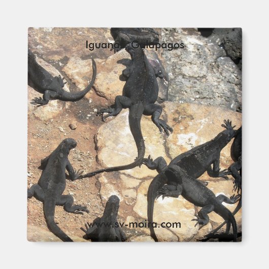Aimant Iguanas, Islas Plazas, Galapagos (Devant)