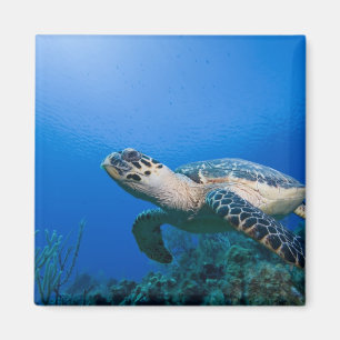Aimant Îles Caïmans, Little Cayman Island, Sous l'eau 2