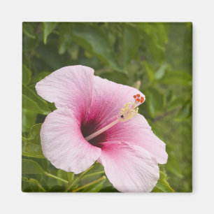 Aimant Îles Cook, Atiu. Fleur d'hibiscus.