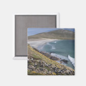 Aimant Îles Falkland, Malouines occidentales, Saunders (Recto/Verso)