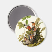 Aimant Illustration Audubon American Robin Wildlife Bird (Recto/Verso)