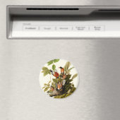 Aimant Illustration Audubon American Robin Wildlife Bird (In Situ (Lave-vaisselle))