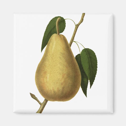 Aimant Illustration botanique vintage de poire (Devant)